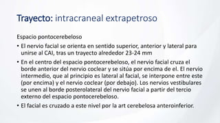 Trayecto: intracraneal extrapetroso
Espacio pontocerebeloso
• El nervio facial se orienta en sentido superior, anterior y lateral para
unirse al CAI, tras un trayecto alrededor 23-24 mm
• En el centro del espacio pontocerebeloso, el nervio facial cruza el
borde anterior del nervio coclear y se sitúa por encima de el. El nervio
intermedio, que al principio es lateral al facial, se interpone entre este
(por encima) y el nervio coclear (por debajo). Los nervios vestibulares
se unen al borde posterolateral del nervio facial a partir del tercio
externo del espacio pontocerebeloso.
• El facial es cruzado a este nivel por la art cerebelosa anteroinferior.
 