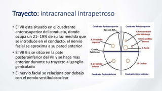 Trayecto: intracraneal intrapetroso
• El VII esta situado en el cuadrante
anterosuperior del conducto, donde
ocupa un 21- 19% de su luz medida que
se introduce en el conducto, el nervio
facial se aproxima a su pared anterior
• El VII Bis se sitúa en la pate
posteroinferior del VII y se hace mas
anterior durante su trayecto al ganglio
geniculado
• El nervio facial se relaciona por debajo
con el nervio vestibulococlear
 