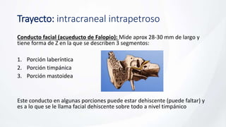 Trayecto: intracraneal intrapetroso
Conducto facial (acueducto de Falopio): Mide aprox 28-30 mm de largo y
tiene forma de Z en la que se describen 3 segmentos:
1. Porción laberíntica
2. Porción timpánica
3. Porción mastoidea
Este conducto en algunas porciones puede estar dehiscente (puede faltar) y
es a lo que se le llama facial dehiscente sobre todo a nivel timpánico
 