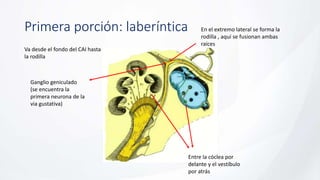 Primera porción: laberíntica
Va desde el fondo del CAI hasta
la rodilla
Entre la cóclea por
delante y el vestíbulo
por atrás
En el extremo lateral se forma la
rodilla , aquí se fusionan ambas
raíces
Ganglio geniculado
(se encuentra la
primera neurona de la
via gustativa)
 