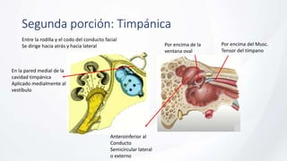Segunda porción: Timpánica
Entre la rodilla y el codo del conducto facial
Se dirige hacia atrás y hacia lateral
En la pared medial de la
cavidad timpánica
Aplicado medialmente al
vestíbulo
Por encima del Musc.
Tensor del tímpano
Por encima de la
ventana oval
Anteroinferior al
Conducto
Semicircular lateral
o externo
 