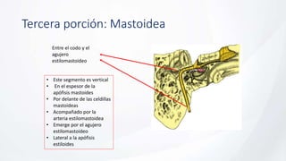 Tercera porción: Mastoidea
Entre el codo y el
agujero
estilomastoideo
• Este segmento es vertical
• En el espesor de la
apófisis mastoides
• Por delante de las celdillas
mastoideas
• Acompañado por la
arteria estilomastoidea
• Emerge por el agujero
estilomastoideo
• Lateral a la apófisis
estiloides
 