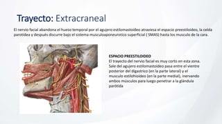 Trayecto: Extracraneal
El nervio facial abandona el hueso temporal por el agujero estilomastoideo atraviesa el espacio preestiloideo, la celda
parotídea y después discurre bajo el sistema musculoaponeurotico superficial ( SMAS) hasta los musculo de la cara.
ESPACIO PREESTILOIDEO
El trayecto del nervio facial es muy corto en esta zona.
Sale del agujero estilomastoideo pasa entre el vientre
posterior del digastrico (en la parte lateral) y el
musculo estilohioideo (en la parte medial), inervando
ambos músculos para luego penetrar a la glándula
parótida
 