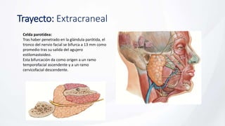 Trayecto: Extracraneal
Celda parotídea:
Tras haber penetrado en la glándula parótida, el
tronco del nervio facial se bifurca a 13 mm como
promedio tras su salida del agujero
estilomastoideo.
Esta bifurcación da como origen a un ramo
temporofacial ascendente y a un ramo
cervicofacial descendente.
 