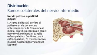 Distribución
Ramos colaterales del nervio intermedio
Nervio petroso superficial
mayor:
(1º rama del facial) perfora el
peñasco y sale por su cara
anterosuperior a la fosa craneal
media. Sus fibras continúan con el
nervio vidiano hasta el ganglio
esfenopalatino. Continua con N.
esfenopalatino, N. maxilar. Inerva
mucosa nasofaríngea y glándula
lagrimal.
 