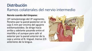 Distribución
Ramos colaterales del nervio intermedio
Nervio cuerda del tímpano:
(3º rama)emerge del 3º segmento.
Penetra por la pared posterior en la
caja 5 mm por encima del agujero
estilomastoideo. Se dirige hacia
arriba y adelante pasando entre el
martillo y el yunque para salir al
exterior por la pared anterior de la
caja y unirse al N. lingual. Inerva 2/3
anteriores de la lengua.
 