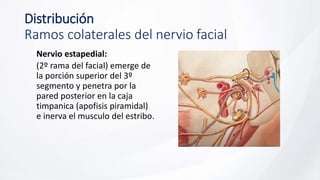 Distribución
Ramos colaterales del nervio facial
Nervio estapedial:
(2º rama del facial) emerge de
la porción superior del 3º
segmento y penetra por la
pared posterior en la caja
timpanica (apofisis piramidal)
e inerva el musculo del estribo.
 