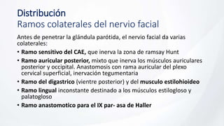 Distribución
Ramos colaterales del nervio facial
Antes de penetrar la glándula parótida, el nervio facial da varias
colaterales:
• Ramo sensitivo del CAE, que inerva la zona de ramsay Hunt
• Ramo auricular posterior, mixto que inerva los músculos auriculares
posterior y occipital. Anastomosis con rama auricular del plexo
cervical superficial, inervación tegumentaria
• Ramo del digastrico (vientre posterior) y del musculo estilohioideo
• Ramo lingual inconstante destinado a los músculos estilogloso y
palatogloso
• Ramo anastomotico para el IX par- asa de Haller
 