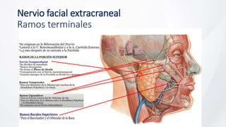 Nervio facial extracraneal
Ramos terminales
 