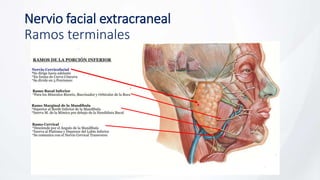 Nervio facial extracraneal
Ramos terminales
 