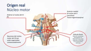 Origen real
Núcleo motor
Anterior al núcleo del VI
PC
Anterior medial:
Al núcleo del V
(sensitivo)
Tracto trigeminoespinal
Neuronas del núcleo
motor del VII par
están organizadas
craneocaudalmente.
Coliculo facial:
Expansión redondeada
provocada por las
fibras del VII que pasan
rodeando al núcleo del
VI en el piso del 4to
Ventrículo
 
