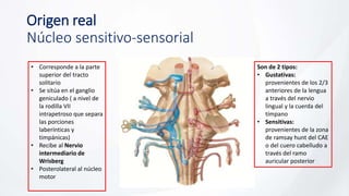 Origen real
Núcleo sensitivo-sensorial
Son de 2 tipos:
• Gustativas:
provenientes de los 2/3
anteriores de la lengua
a través del nervio
lingual y la cuerda del
tímpano
• Sensitivas:
provenientes de la zona
de ramsay hunt del CAE
o del cuero cabelludo a
través del ramo
auricular posterior
• Corresponde a la parte
superior del tracto
solitario
• Se sitúa en el ganglio
geniculado ( a nivel de
la rodilla VII
intrapetroso que separa
las porciones
laberínticas y
timpánicas)
• Recibe al Nervio
intermediario de
Wrisberg
• Posterolateral al núcleo
motor
 