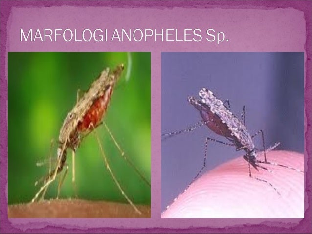 Vii pengendalian vektor