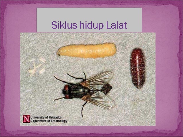 Vii pengendalian vektor