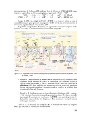 mitocôndria (ciclo de Krebs). A CTE catalisa o fluxo de elétrons do NADH e FADH2 para o 
oxigênio, o aceptor final de elétrons da respiração, regenerando o NAD+ e FAD+. 
164 
FADH2 + ½ O2 ®® FAD+ + H2O G o’ = - 169 KJ/mol 
NADH + H+ + ½ O2 ®® NAD+ + H2O Go’ = - 220 KJ/ mol 
O papel da CTE é a oxidação de NADH e FADH2 e, no processo, utiliza-se parte da 
energia liberada para gerar gradiente eletroquímico de H+ através da membrana interna da 
mitocôndria, o qual é utilizado para sintetizar ATP. 
As proteínas transportadoras de elétrons são organizadas em quatro complexos multi-protéicos, 
localizados na membrana interna da mitocôndria (Figura 6): 
Figura 6 – A organização da cadeia de transporte de elétrons de mitocôndrias de plantas (Taiz 
 Zeiger, 1998). 
• Complexo I: Desidrogenase do NADH (NADH:ubiquinona óxido - redutase) – Este 
complexo recebe elétrons do NADH e transfere-os, via cofatores específicos 
(flavina mono nucleotídeo – FMN e proteínas Fe-S), para uma molécula de 
ubiquinona (Q). Esta molécula de ubiquinona move-se dentro da membrana 
interna, não estando associada a nenhum complexo protéico. A atividade deste 
complexo é inibida pela Rotenona. 
• Complexo II: Desidrogenase do succinato (Succinato: ubiquinona óxido - redutase) 
– Este complexo é composto pela desidrogenase do succinato. Os elétrons derivados 
da oxidação do succinato são transferidos, via FADH2 e um grupo de proteínas Fe- 
S, também para moléculas de ubiquinona. Este complexo é competitivamente 
inibido pelo malonato. 
Como se vê, as atividades dos complexos I e II produzem um “pool” de ubiquinol 
(QH2), que transferirá os elétrons para o complexo III. 
 