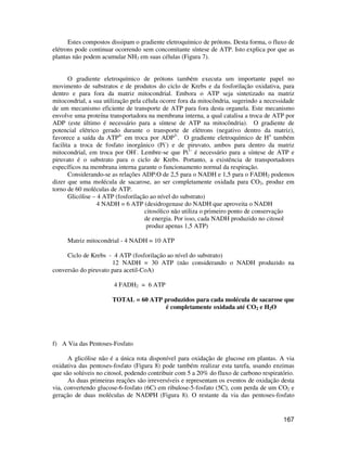 Estes compostos dissipam o gradiente eletroquímico de prótons. Desta forma, o fluxo de 
elétrons pode continuar ocorrendo sem concomitante síntese de ATP. Isto explica por que as 
plantas não podem acumular NH3 em suas células (Figura 7). 
O gradiente eletroquímico de prótons também executa um importante papel no 
movimento de substratos e de produtos do ciclo de Krebs e da fosforilação oxidativa, para 
dentro e para fora da matriz mitocondrial. Embora o ATP seja sintetizado na matriz 
mitocondrial, a sua utilização pela célula ocorre fora da mitocôndria, sugerindo a necessidade 
de um mecanismo eficiente de transporte de ATP para fora desta organela. Este mecanismo 
envolve uma proteína transportadora na membrana interna, a qual catalisa a troca de ATP por 
ADP (este último é necessário para a síntese de ATP na mitocôndria). O gradiente de 
potencial elétrico gerado durante o transporte de elétrons (negativo dentro da matriz), 
favorece a saída da ATP4- em troca por ADP3-. O gradiente eletroquímico de H+ também 
facilita a troca de fosfato inorgânico (Pi-) e de piruvato, ambos para dentro da matriz 
mitocondrial, em troca por OH-. Lembre-se que Pi1- é necessário para a síntese de ATP e 
piruvato é o substrato para o ciclo de Krebs. Portanto, a existência de transportadores 
específicos na membrana interna garante o funcionamento normal da respiração. 
Considerando-se as relações ADP:O de 2,5 para o NADH e 1,5 para o FADH2 podemos 
dizer que uma molécula de sacarose, ao ser completamente oxidada para CO2, produz em 
torno de 60 moléculas de ATP. 
167 
Glicólise – 4 ATP (fosforilação ao nível do substrato) 
4 NADH = 6 ATP (desidrogenase do NADH que aproveita o NADH 
citosólico não utiliza o primeiro ponto de conservação 
de energia. Por isso, cada NADH produzido no citosol 
produz apenas 1,5 ATP) 
Matriz mitocondrial - 4 NADH = 10 ATP 
Ciclo de Krebs - 4 ATP (fosforilação ao nível do substrato) 
12 NADH = 30 ATP (não considerando o NADH produzido na 
conversão do piruvato para acetil-CoA) 
4 FADH2 = 6 ATP 
TOTAL = 60 ATP produzidos para cada molécula de sacarose que 
é completamente oxidada até CO2 e H2O 
f) A Via das Pentoses-Fosfato 
A glicólise não é a única rota disponível para oxidação de glucose em plantas. A via 
oxidativa das pentoses-fosfato (Figura 8) pode também realizar esta tarefa, usando enzimas 
que são solúveis no citosol, podendo contribuir com 5 a 20% do fluxo de carbono respiratório. 
As duas primeiras reações são irreversíveis e representam os eventos de oxidação desta 
via, convertendo glucose-6-fosfato (6C) em ribulose-5-fosfato (5C), com perda de um CO2 e 
geração de duas moléculas de NADPH (Figura 8). O restante da via das pentoses-fosfato 
 