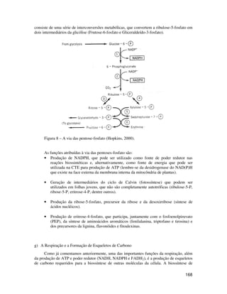 consiste de uma série de interconversões metabólicas, que convertem a ribulose-5-fosfato em 
dois intermediários da glicólise (Frutose-6-fosfato e Gliceraldeído-3-fosfato). 
168 
Figura 8 – A via das pentose-fosfato (Hopkins, 2000). 
As funções atribuídas à via das pentoses-fosfato são: 
• Produção de NADPH, que pode ser utilizado como fonte de poder redutor nas 
reações biossintéticas e, alternativamente, como fonte de energia que pode ser 
utilizada na CTE para produção de ATP (lembre-se da desidrogenase do NAD(P)H 
que existe na face externa da membrana interna da mitocôndria de plantas). 
• Geração de intermediários do ciclo de Calvin (fotossíntese) que podem ser 
utilizados em folhas jovens, que não são completamente autotróficas (ribulose-5-P, 
ribose-5-P, eritrose-4-P, dentre outros). 
• Produção da ribose-5-fosfato, precursor da ribose e da desoxirribose (síntese de 
ácidos nucléicos). 
• Produção de eritrose-4-fosfato, que participa, juntamente com o fosfoenolpiruvato 
(PEP), da síntese de aminoácidos aromáticos (fenilalanina, triptofano e tirosina) e 
dos precursores da lignina, flavonóides e fitoalexinas. 
g) A Respiração e a Formação de Esqueletos de Carbono 
Como já comentamos anteriormente, uma das importantes funções da respiração, além 
da produção de ATP e poder redutor (NADH, NADPH e FADH2), é a produção de esqueletos 
de carbono requeridos para a biossíntese de outras moléculas da célula. A biossíntese de 
 