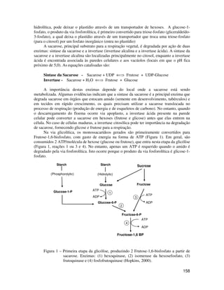 hidrolítica, pode deixar o plastídio através de um transportador de hexoses. A glucose-1- 
fosfato, o produto da via fosforolítica, é primeiro convertido para triose-fosfato (gliceraldeído- 
3-fosfato), a qual deixa o plastídio através de um transportador que troca uma triose-fosfato 
(para o citosol) por um fosfato inorgânico (entra no plastídio) 
A sacarose, principal substrato para a respiração vegetal, é degradada por ação de duas 
enzimas: sintase da sacarose e a invertase (invertase alcalina e a invertase ácida). A sintase da 
sacarose e a invertase alcalina são localizadas principalmente no citosol, enquanto a invertase 
ácida é encontrada associada às paredes celulares e aos vacúolos (locais em que o pH fica 
próximo de 5,0). As equações catalisadas são: 
158 
Sintase da Sacarose - Sacarose + UDP Ü Frutose + UDP-Glucose 
Invertase - Sacarose + H2O Ü Frutose + Glucose 
A importância destas enzimas depende do local onde a sacarose está sendo 
metabolizada. Algumas evidências indicam que a sintase da sacarose é a principal enzima que 
degrada sacarose em órgãos que estocam amido (semente em desenvolvimento, tubérculos) e 
em tecidos em rápido crescimento, os quais precisam utilizar a sacarose translocada no 
processo de respiração (produção de energia e de esqueletos de carbono). No entanto, quando 
o descarregamento do floema ocorre via apoplasto, a invertase ácida presente na parede 
celular pode converter a sacarose em hexoses (frutose e glicose) antes que elas entrem na 
célula. No caso de células maduras, a invertase citosólica pode ter importância na degradação 
de sacarose, fornecendo glicose e frutose para a respiração. 
Na via glicolítica, os monossacarídeos gerados são primeiramente convertidos para 
Frutose-1,6-bisfosfato, com gasto de energia na forma de ATP (Figura 1). Em geral, são 
consumidos 2 ATP/molécula de hexose (glucose ou frutose), que entra nesta etapa da glicólise 
(Figura 1, reações 1 ou 3 e 4). No entanto, apenas um ATP é requerido quando o amido é 
degradado pela via fosforolítica. Isto ocorre porque o produto da via fosforolítica é glicose-1- 
fosfato. 
Starch Starch 
(Phosphorolytic) (Hidrolytic) 
Starch 
Sucrose 
Glucose Fructose 
2 
3 
Fructose-6-P 
4 
ATP 
ADP 
Fructose-1,6 BP 
Glucose-1-P ATP 
ADP 
1 
Glucose-6-P 
ATP 
ADP 
Figura 1 – Primeira etapa da glicólise, produzindo 2 Frutose-1,6-bisfosfato a partir de 
sacarose. Enzimas: (1) hexoquinase, (2) isomerase da hexosefosfato, (3) 
frutoquinase e (4) fosfofrutoquinase (Hopkins, 2000). 
 