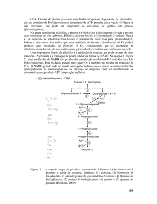 OBS: Células de plantas possuem uma Fosfofrutoquinase dependente de pirofosfato, 
que, ao contrário da Fosfofrutoquinase dependente de ATP, permite que a reação 4 (Figura 1) 
seja reversível. Isto pode ser importante na conversão de lipídios em glucose 
(gluconeogênese). 
Na etapa seguinte da glicólise, a frutose-1,6-bisfosfato é inicialmente clivada e produz 
duas moléculas de três carbonos, Dihidroxiacetona-fosfato e Gliceraldeído-3-fosfato (Figura 
2). A molécula de dihidroxicetona-fosfato é prontamente convertida para gliceraldeído-3- 
fosfato e vice-versa. Isto indica que uma molécula de frutose-1,6-bisfosfato (6 C) poderá 
produzir duas moléculas de piruvato (3 C), considerando que as moléculas de 
dihidroxicetona-fosfato são convertidas para gliceraldeído-3-fosfato, que continuam no ciclo. 
Uma importante função da glicólise é a produção de energia, que pode ocorrer de duas 
maneiras. A primeira é a formação de poder redutor na forma de NADH. Na reação 3 (Figura 
2), duas moléculas de NADH são produzidas quando gliceraldeído-3-P é oxidado para 1,3- 
bisfosfoglicerato. Esta oxidação parcial não requer O2 e também não resulta na liberação de 
CO2. O NADH gerado pode ser usado como poder redutor para a síntese de outras moléculas 
(principalmente na fermentação) ou, na presença de oxigênio, pode ser metabolizado na 
mitocôndria para produzir ATP (respiração aeróbica). 
Fructose -1,6 - bisphosphate 
Dihydroxyacetone - P Glyceraldehyde – 3 – P 
1,3 - Biphosphoglycerate 
ADP 
ATP 
Figura 2 – A segunda etapa da glicólise, convertendo 2 Frutose-1,6-bisfosfato em 4 
piruvato a partir de sacarose. Enzimas: (1) aldolase, (2) isomerase da 
triosefosfato, (3) desidrogenase do gliceraldeído-3-fosfato, (4) Quinase do 
fosfoglicerato, (5) mutase do fosfoglicerato, (6) enolase e (7) quinase do 
piruvato (Hopkins, 2000). 
159 
NAD-NADH 
P = phosphate group = PO3H- 
1 
2 
3 
4 
5 
6 
7 
ADP 
ATP 
3 - Phosphoglycerate 
3 - Phosphoglycerate 
Phosphoenolpyruvate 
PYRUVATE 
Pi 
 