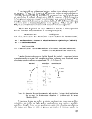A energia contida nas moléculas de hexoses é também conservada na forma de ATP, 
nas reações 4 e 7 (Figura 2). A formação de ATP ocorre em um tipo de reação referida como 
FOSFORILAÇÃO AO NÍVEL DO SUBSTRATO, por que envolve a transferência direta de 
um grupo fosfato da molécula substrato para o ADP. Os compostos 1,3-bisfosfoglicerato e 
fosfoenolpiruvato armazenam energia livre suficiente para gerar uma molécula de ATP. Em 
geral, para cada molécula de sacarose que entra na glicólise, 8 ATP são formados (dois para 
cada triose). Como na fase inicial da glicólise ocorre o gasto de 4 ATP, o SALDO é de 4 
ATP para cada molécula de sacarose convertida para quatro moléculas de piruvato. 
OBS: No final da glicólise, em adição à Quinase do Piruvato, as plantas apresentam 
160 
duas vias alternativas para o metabolismo do fosfoenolpiruvato (PEP): 
Carboxilase do PEP Desidrogenase 
PEP + CO2 ®®®®®® Pi + Oxaloacetato ®®®®® Malato (vai para a mitocôndria) 
OBS 1: Estas reações são chamadas de Anapleróticas ou de Suplementação (ver item g) 
OBS 2: Pi (fosfato inorgânico) 
Fosfatase do PEP 
PEP + H2O ®®®®® Piruvato + Pi (a enzima se localiza nos vacúolos e sua atividade 
aumenta sob condições de deficiência de fósforo) 
O destino do piruvato formado na glicólise depende das condições em que as células ou 
o organismo estão crescendo. Sob condições aeróbicas, o piruvato passa do citosol para a 
mitocôndria onde é completamente oxidado até CO2 e H2O (Figura 3). 
Aerobic Anaerobic - Fermentacion 
Figura 3 – O destino do piruvato produzido pela glicólise. Enzimas: (1) descarboxilase 
do piruvato, (2) desidrogenase alcoólica, (3) desidrogenase do lactato 
(Hopkins, 2000). 
É importante destacar que embora as plantas superiores sejam organismos aeróbicos 
obrigatórios, seus tecidos ou órgãos podem, ocasionalmente, estar sujeitos a condições 
anaeróbicas. Situações típicas ocorrem quando as suas raízes estão submetidas a condições de 
solo alagado com água, no início do processo germinativo de sementes grandes, na 
 