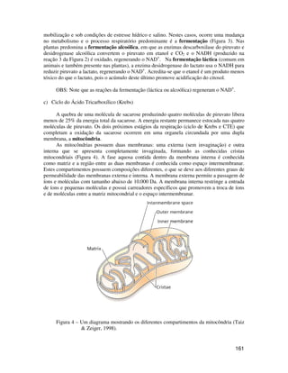 mobilização e sob condições de estresse hídrico e salino. Nestes casos, ocorre uma mudança 
no metabolismo e o processo respiratório predominante é a fermentação (Figura 3). Nas 
plantas predomina a fermentação alcoólica, em que as enzimas descarboxilase do piruvato e 
desidrogenase alcoólica convertem o piruvato em etanol e CO2 e o NADH (produzido na 
reação 3 da Figura 2) é oxidado, regenerando o NAD+. Na fermentação láctica (comum em 
animais e também presente nas plantas), a enzima desidrogenase do lactato usa o NADH para 
reduzir piruvato a lactato, regenerando o NAD+. Acredita-se que o etanol é um produto menos 
tóxico do que o lactato, pois o acúmulo deste último promove acidificação do citosol. 
161 
OBS: Note que as reações da fermentação (láctica ou alcoólica) regeneram o NAD+. 
c) Ciclo do Ácido Tricarboxílico (Krebs) 
A quebra de uma molécula de sacarose produzindo quatro moléculas de piruvato libera 
menos de 25% da energia total da sacarose. A energia restante permanece estocada nas quatro 
moléculas de piruvato. Os dois próximos estágios da respiração (ciclo de Krebs e CTE) que 
completam a oxidação da sacarose ocorrem em uma organela circundada por uma dupla 
membrana, a mitocôndria. 
As mitocôndrias possuem duas membranas: uma externa (sem invaginação) e outra 
interna que se apresenta completamente invaginada, formando as conhecidas cristas 
mitocondriais (Figura 4). A fase aquosa contida dentro da membrana interna é conhecida 
como matriz e a região entre as duas membranas é conhecida como espaço intermembranar. 
Estes compartimentos possuem composições diferentes, o que se deve aos diferentes graus de 
permeabilidade das membranas externa e interna. A membrana externa permite a passagem de 
íons e moléculas com tamanho abaixo de 10.000 Da. A membrana interna restringe a entrada 
de íons e pequenas moléculas e possui carreadores específicos que promovem a troca de íons 
e de moléculas entre a matriz mitocondrial e o espaço intermembranar. 
Figura 4 – Um diagrama mostrando os diferentes compartimentos da mitocôndria (Taiz 
 Zeiger, 1998). 
 