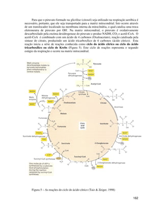 Para que o piruvato formado na glicólise (citosol) seja utilizado na respiração aeróbica é 
necessário, portanto, que ele seja transportado para a matriz mitocondrial. Isto ocorre através 
de um translocador localizado na membrana interna da mitocôndria, o qual catalisa uma troca 
eletroneutra de piruvato por OH-. Na matriz mitocondrial, o piruvato é oxidativamente 
descarboxilado pela enzima desidrogenase do piruvato e produz NADH, CO2 e acetil-CoA. O 
acetil-CoA é combinado com um ácido de 4 carbonos (Oxaloacetato), reação catalisada pela 
sintase do citrato, produzindo um ácido tricarboxílico de 6 carbonos (ácido cítrico). Esta 
reação inicia a série de reações conhecida como ciclo do ácido cítrico ou ciclo do ácido 
tricarboxílico ou ciclo de Krebs (Figura 5). Este ciclo de reações representa o segundo 
estágio da respiração e ocorre na matriz mitocondrial. 
162 
Figura 5 – As reações do ciclo do ácido cítrico (Taiz  Zeiger, 1998) 
 