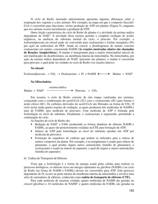 O ciclo de Krebs mostrado anteriormente apresenta algumas diferenças entre a 
respiração dos vegetais e a dos animais. Por exemplo, na etapa em que o composto Succinil- 
CoA é convertido para Succinato, ocorre produção de ATP em plantas (Figura 5), enquanto 
que nos animais ocorre inicialmente a produção de GTP. 
Outra feição característica do ciclo de Krebs de plantas é a atividade da enzima málica 
dependente de NAD+. A atividade desta enzima permite a completa oxidação de ácidos 
orgânicos, na ausência do substrato normal do ciclo, o piruvato. Por exemplo, o 
fosfoenolpiruvato no citosol pode ser convertido para oxaloacetato e fosfato inorgânico (Pi) 
por ação da carboxilase do PEP. Ainda no citosol, a desidrogenase do malato converte 
oxaloacetato em malato, consumindo NADH (As reações mostradas abaixo são chamadas 
de Reações Anapleróticas). O malato é transportado para a matriz mitocondrial através de 
um translocador de dicarboxilatos, na membrana interna da mitocôndria. Na mitocôndria, por 
ação da enzima málica dependente de NAD+ (presente nas plantas), o malato é convertido 
para piruvato, o qual pode ser oxidado no ciclo de Krebs (ver reações abaixo). 
163 
No citosol: 
Fosfoenolpiruvato + CO2 ® Oxaloacetato + Pi + NADH Malato + NAD+ 
Na Mitocôndria: 
enzima málica 
Malato + NAD+ Piruvato + CO2 
Em resumo, o ciclo de Krebs consiste de oito etapas catalisadas por enzimas, 
começando com a condensação do acetil-CoA (2C) com o oxaloacetato (4C) para formar o 
ácido cítrico (6C). Os carbonos derivados do acetil-CoA são liberados na forma de CO2. O 
ciclo inclui ainda quatro reações de oxidação, as quais produzem três moléculas de NADH e 
uma de FADH2 (por molécula de piruvato). Uma molécula de ATP é formada pela 
fosforilação ao nível do substrato. Finalmente, o oxaloacetato é regenerado, permitindo a 
continuação do ciclo. 
As funções do ciclo de Krebs são: 
• Redução de NAD+ e FAD, produzindo as formas doadoras de elétrons NADH e 
FADH2, as quais são posteriormente oxidadas na CTE para formação de ATP; 
• Síntese de ATP pela fosforilação ao nível do substrato (produz um ATP por 
molécula de piruvato); 
• Formação de esqueletos de carbono que podem se utilizados para a síntese de 
muitos compostos da planta. Por exemplo, o a-cetoglutarato é usado para síntese de 
glutamato, o qual produz alguns outros aminoácidos (família do glutamato); o 
oxaloacetato é usado na síntese de aspartato, o qual dá origem a outros aminoácidos 
(família do aspartato). 
d) Cadeia de Transporte de Elétrons 
Visto que a fosforilação é a forma de energia usada pelas células para realizar os 
processos biológicos, os elétrons ricos em energia capturados na glicólise (NADH) e no ciclo 
de Krebs (na forma de NADH e FADH2) devem ser convertidos para ATP. Este processo 
dependente de O2 ocorre na parte interna da membrana interna da mitocôndria e envolve uma 
série de carreadores de elétrons, conhecida como cadeia de transporte de elétrons (CTE). 
Para cada molécula de sacarose oxidada, quatro moléculas de NADH são geradas no 
citosol (glicólise) e 16 moléculas de NADH+ e quatro moléculas de FADH2 são geradas na 
 