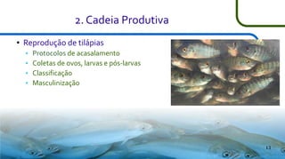 2. Cadeia Produtiva
●

Reprodução de tilápias





Protocolos de acasalamento
Coletas de ovos, larvas e pós-larvas
Classificação
Masculinização

13

 