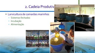 2. Cadeia Produtiva
●

Larvicultura de camarões marinhos




Sistemas fechados
Incubação
Alimentação

14

 
