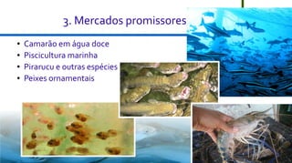 3. Mercados promissores
●
●
●
●

Camarão em água doce
Piscicultura marinha
Pirarucu e outras espécies
Peixes ornamentais

20

 