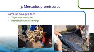 3. Mercados promissores
●

Camarão em água doce



Litopenaeus vannamei
Macrobrachrium rosembergii

21

 