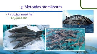 3. Mercados promissores
●

Piscicultura marinha


Beijupirá/Cobia

22

 