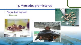 3. Mercados promissores
●

Piscicultura marinha


Garoupa

23

 