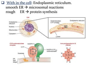  With in the cell: Endoplasmic reticulum.
  smooth ER  microsomal reactions
  rough ER  protein synthesis
 