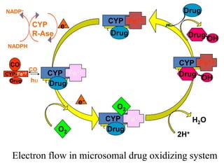 NADP+                                     Drug
           CYP              CYP Fe+3
                 e-
           R-Ase             Drug           Drug OH
NADPH


 CO                                      CYP Fe+3
           CO
CYP-Fe+2        CYP Fe+2                 Drug OH
 Drug      hu
                Drug

                       e-
                              O2
                            CYP Fe+2           H2O
                  O2        Drug
                                         2H+

  Electron flow in microsomal drug oxidizing system
 
