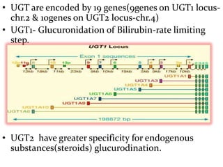 • UGT are encoded by 19 genes(9genes on UGT1 locus-
  chr.2 & 10genes on UGT2 locus-chr.4)
• UGT1- Glucuronidation of Bilirubin-rate limiting
  step.




• UGT2 have greater specificity for endogenous
  substances(steroids) glucurodination.
 