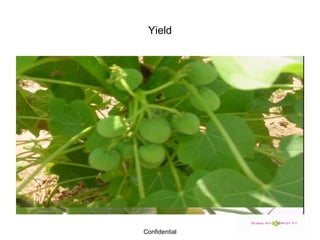 Yield 