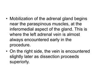 • Mobilization of the adrenal gland begins
near the paraspinous muscles, at the
inferomedial aspect of the gland. This is
where the left adrenal vein is almost
always encountered early in the
procedure.
• On the right side, the vein is encountered
slightly later as dissection proceeds
superiorly.
 