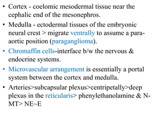 • Cortex - coelomic mesodermal tissue near the
cephalic end of the mesonephros.
• Medulla - ectodermal tissues of the embryonic
neural crest > migrate ventrally to assume a para-
aortic position (paraganglioma).
• Chromaffin cells-interface b/w the nervous &
endocrine systems.
• Microvascular arrangement is essentially a portal
system between the cortex and medulla.
• Arteries>subcapsular plexus>centripetally>deep
plexus in the reticularis> phenylethanolamine & N-
MT> NE~E
 