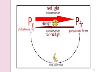 Physiology of flowering, photoperiodism | PPTX