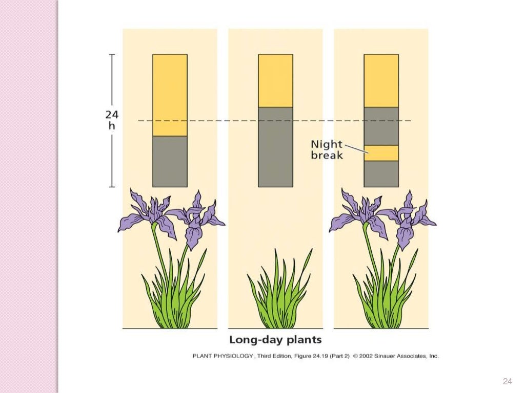 Physiology of flowering, photoperiodism