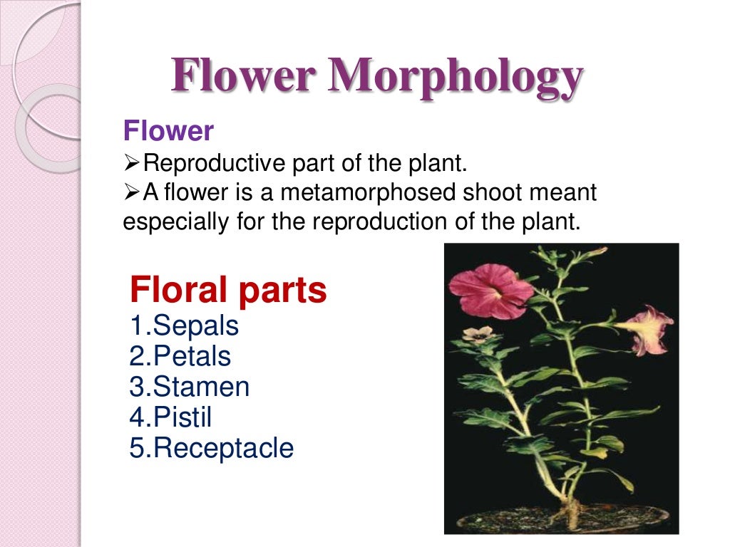 Physiology of flowering, photoperiodism