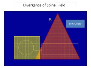 Divergence of Spinal Field
SPINAL FIELD
 