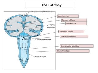 Lateral Ventricle
Foramen of Munro
Third Ventricle
Foramen of Luschka
Foramen of Magendie
Central canal of Spinal Cord
Subarachnoid Space
CSF Pathway
 