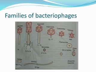 Families of bacteriophages
 