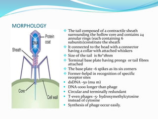 MORPHOLOGY
 The tail composed of a contractile sheath
surrounding the hollow core and contains 24
annular rings (each containing 6
subunits)constitute the sheath
 It connected to the head with a connector
having a collar with attached whiskers
 Size of the tail is 80*18nm
 Terminal base plate having prongs or tail fibres
attached
 The base plate -6 spikes as its six corners
 Former-helpd in recognition of specific
receptor sites
 dsDNA -50 (mu m)
 DNA-1000 longer than phage
 Circular and terminally redundant
 T-even phages -5- hydroxymethylcytosine
instead of cytosine
 Synthesis of phage occur easily.
 