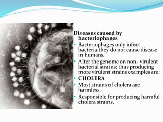 Diseases caused by
bacteriophages
 Bacteriophages only infect
bacteria,they do not cause disease
in humans.
 Alter the genome on non- virulent
bacterial strains; thus producing
more virulent strains examples are:
 CHOLERA
 Most strains of cholera are
harmless.
 Responsible for producing harmful
cholera strains.
 