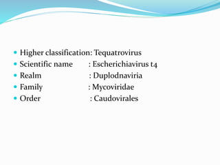  Higher classification: Tequatrovirus
 Scientific name : Escherichiavirus t4
 Realm : Duplodnaviria
 Family : Mycoviridae
 Order : Caudovirales
 