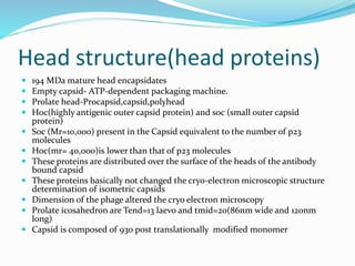 Head structure(head proteins)
 194 MDa mature head encapsidates
 Empty capsid- ATP-dependent packaging machine.
 Prolate head-Procapsid,capsid,polyhead
 Hoc(highly antigenic outer capsid protein) and soc (small outer capsid
protein)
 Soc (Mr=10,000) present in the Capsid equivalent to the number of p23
molecules
 Hoc(mr= 40,000)is lower than that of p23 molecules
 These proteins are distributed over the surface of the heads of the antibody
bound capsid
 These proteins basically not changed the cryo-electron microscopic structure
determination of isometric capsids
 Dimension of the phage altered the cryo electron microscopy
 Prolate icosahedron are Tend=13 laevo and tmid=20(86nm wide and 120nm
long)
 Capsid is composed of 930 post translationally modified monomer
 