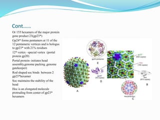 Cont……
Or 155 hexamers of the major protein
gene product 23(gp23*)
Gp24* forms pentamers at 11 of the
12 pentameric vertices and is hologus
to gp23* with 21% residues
12th vertex –special vertex (portal
protein gp20)
Portal protein- initiates head
assembly,genome packing ,genome
gatekeeper)
Rod shaped soc binds between 2
gp23*hexamer
Soc maintains the stability of the
head
Hoc is an elongated molecule
protruding from center of gp23*
hexamers
 